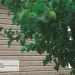 Сайдинг Ю-Пласт TIMBERBLOCK Пихта (Тимберблок) Cахалинская купить в Кургане