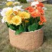 Цветник КАНЬОН купить в Кургане